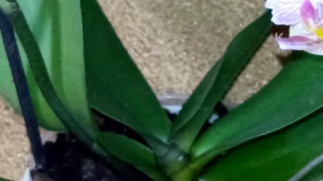 Мои бабочки Long Pride Little Be и Пират Пикоти в конце января. смотреть онлайн