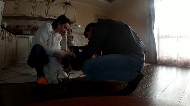 Поводок, и с чем его едят. смотреть онлайн