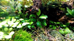 Аквариум 50 литров