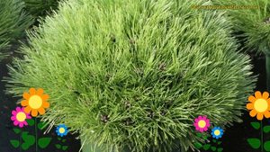 Сосна черная мари брегон. Краткий обзор, описание характеристик pinus nigra Marie Bregeon