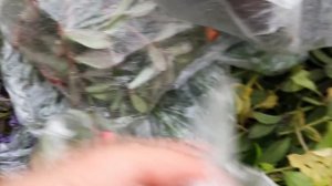 Черенки калибрахоа, петунии,партулак,остики  на сентябрь 2023г.. Www.tx-trunov.ru