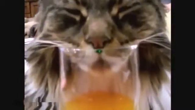 кот храпит смотреть онлайн