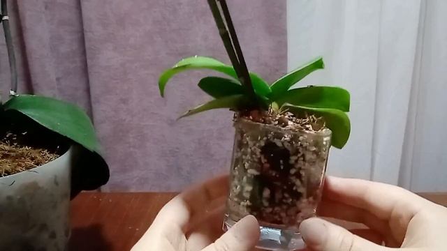 Как правильно поливать орхидеи в домашних условиях смотреть онлайн