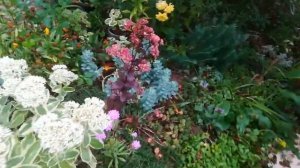 Мои прекрасные розы - как выглядят дешёвые саженцы через год после посадки?