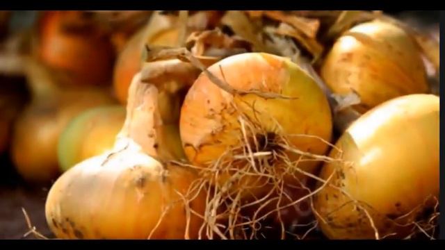 ЛУК РЕПЧАТЫЙ ПОЛЬЗА | лук репчатый свойства, чем полезен репчатый лук