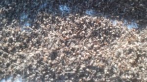 Семена фацелии.