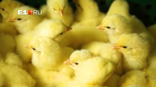 Цыплята делают свои первые шаги смотреть онлайн