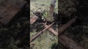 Выкорчевывание корня дерева