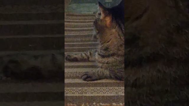 котики cat  Спокойной ночи! завтра четверг 