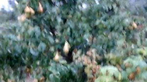 Лучший сорт груши. Прогулка по саду сорт груши Конференция