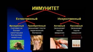 иммунитет. что это. как работает иммунитет. укрепление иммунитета