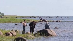 ПТицы Финского залива. Birds of Phinskii buy ( sea). No comment