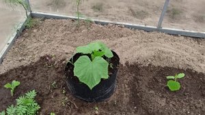 ВТОРАЯ ПОСАДКА ОГУРЦА в теплицу. Сорта ОГУРЦОВ
