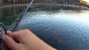 Сходил покидал Спиннинг☝ Рыбалка на реке Бия. Ловля тайменя