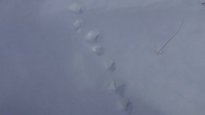 ГЛУХАРЬ НА ТОКУ 2021. Способы поиска глухариного тока, особенности охоты на глухаря весной.