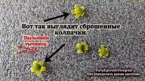 ? Вот для чего нужно 100% ОПРЕДЕЛИТЬ начало ЦВЕТЕНИЯ ВИНОГРАДА. Как это сделать? Что такое колпачки