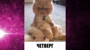 Дни недели