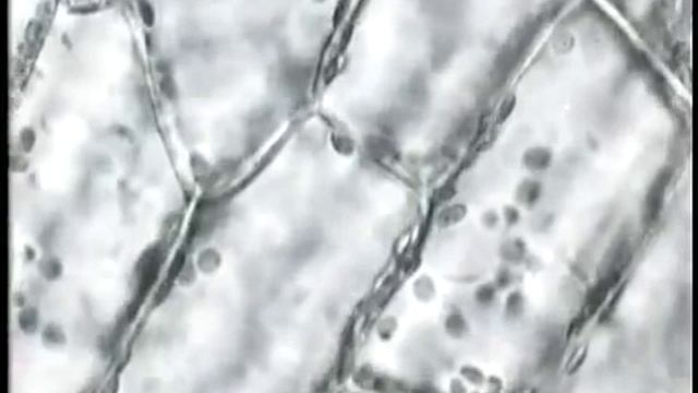 Влияние_музыки_на_протоплазму_растения.WEBM
