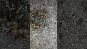 Нашел шмелиное  гнездо | Часть 1|