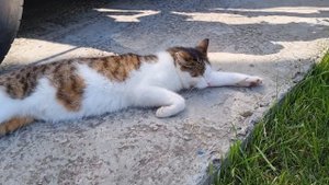 Кот необычно лежит, вытянув задние лапы.