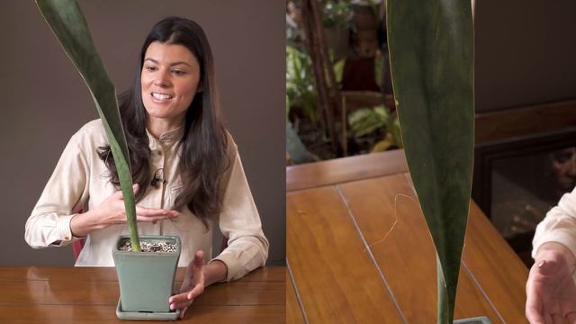 Dracaena zebra (Sansevieria metallica) Houseplant Care – 354 of 365 смотреть онлайн