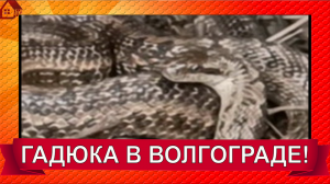 ГАДЮКА в Волгограде/Ворошиловский район во дворе дома/МЧС пришла на помощь!