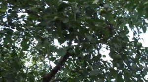 Яблоня: высокорослый подвой или карликовый.