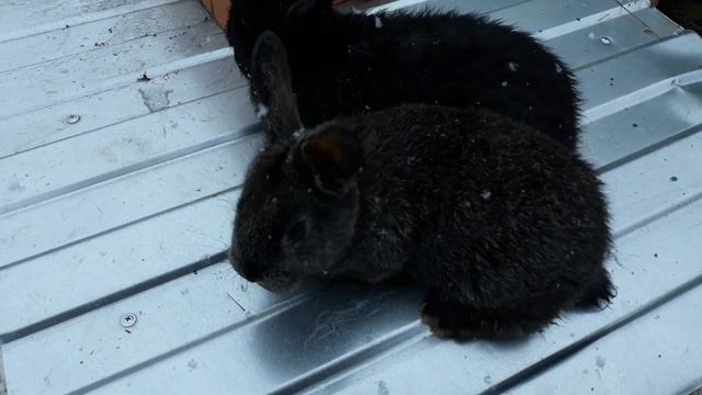 Сравнение крольчат Немецкий Пестрый Великан(Бабочка, Строкач) и Полтавское серебро с НЗБ( Самка) смотреть онлайн