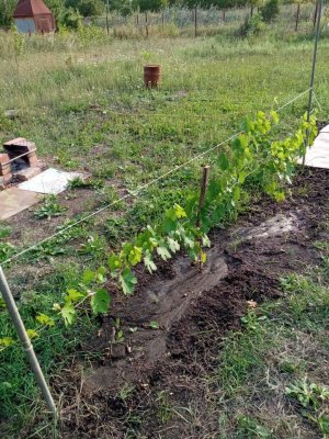 Виноград высаженный в 2022