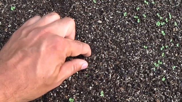 ПЕТУНИЯ ПОСЛЕ ВСХОДОВ. Как мы поливаем ПЕТУНИИ после всходов. Обрабатываем почву фунгицидом PREVIKU смотреть онлайн