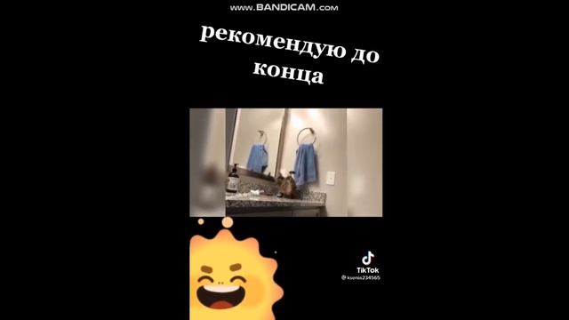 Приколы с животными из тик-тока. смотреть онлайн