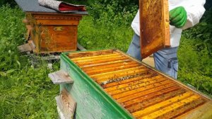 Снова делаем отводки, акация отцвела, работы полно.