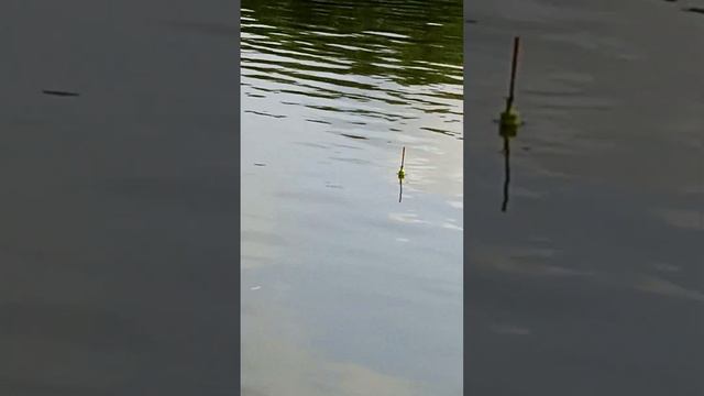 ловля на поплавок,на реке Кубань смотреть онлайн