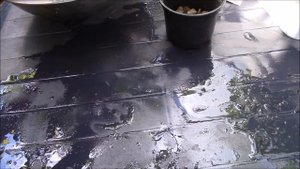 Кофейное дерево.  Моя новая покупка!  Как пересадить кофейное дерево!?