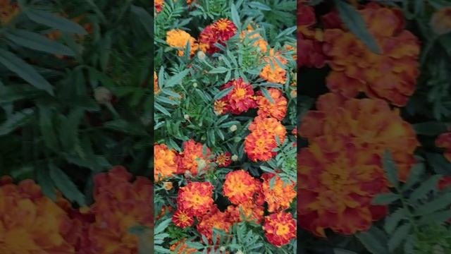 Бархатцы (Tagetes).?