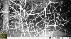 Фотоловушка куница, лиса, косуля рязанская область спасский район, перкино кирицы добрый сот