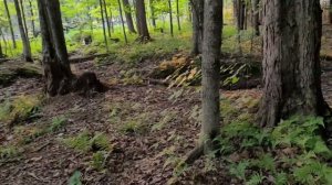 Cambo.Vlog 132;.. Pear shaped puffball mushrooms, jewelweed