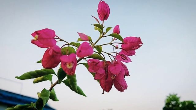 Bougainvillea ID Tanglong Purple | Old Rose Purple | Chinese Lantern Purple смотреть онлайн