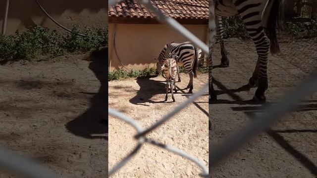 #Antalyazoo2021 черно-белые лошади))) смотреть онлайн