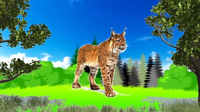 Лесные и дикие  животные для детей. Мир животных для детей