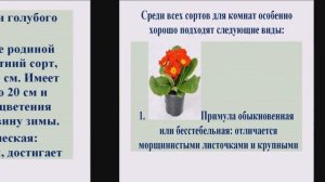 Выращивания примулы в домашних условиях.