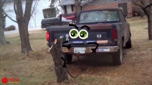 Живые машины