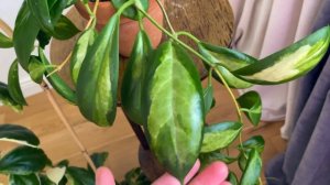 Из двух hoya Incrassata оставлю одну в коллекции...