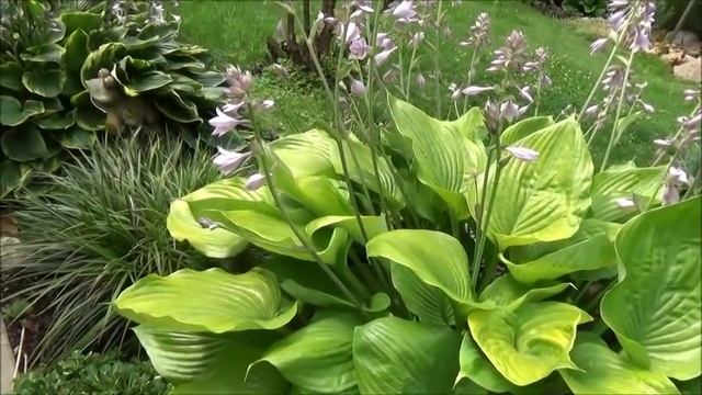 Дачный влог.Мастерим.Все цветет.Почему так называется река? смотреть онлайн