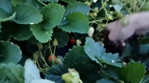 Клубника Алый огонек и Вкус детства