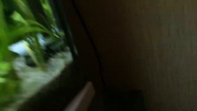 Нас уже 15 !!! Тестим корм и суккулент!!! смотреть онлайн