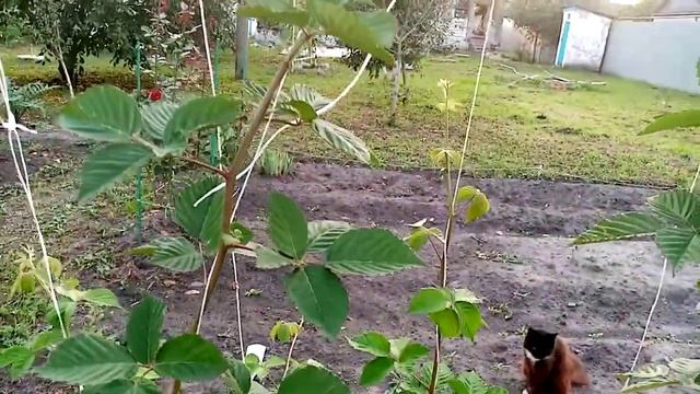 Первый УРОЖАЙ Ежевика "БЛЭК САТИН". Саженцу один год. 7 августа 2021г. смотреть онлайн