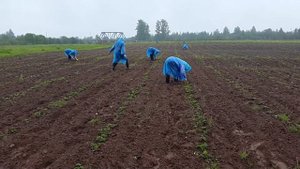 Удаление ЦВЕТОНОСОВ на клубнике, из серии как правильно ухаживать за клубникой.