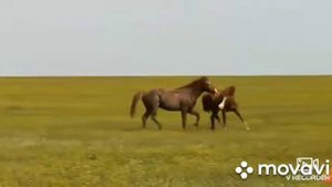 Животный мир Ростовской области