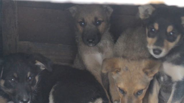 Забавные щенки смотреть онлайн